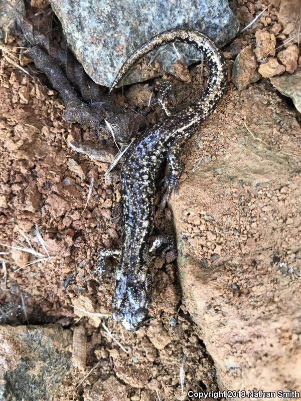 Wandering Salamander (Aneides vagrans)