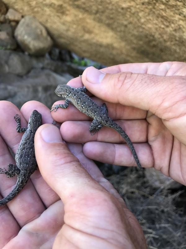 Black-tailed Brush Lizard (Urosaurus nigricaudus)