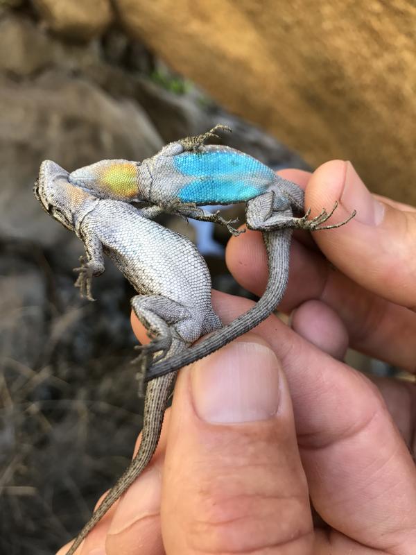 Black-tailed Brush Lizard (Urosaurus nigricaudus)