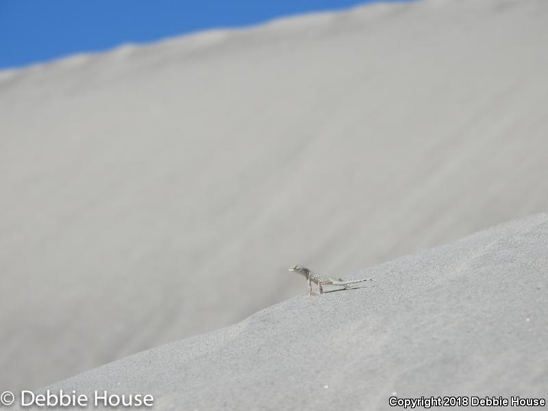 Coachella Valley Fringe-toed Lizard (Uma inornata)