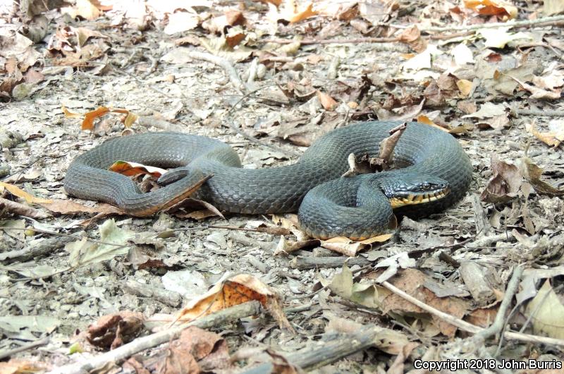 Copper-bellied Watersnake (Nerodia erythrogaster neglecta)