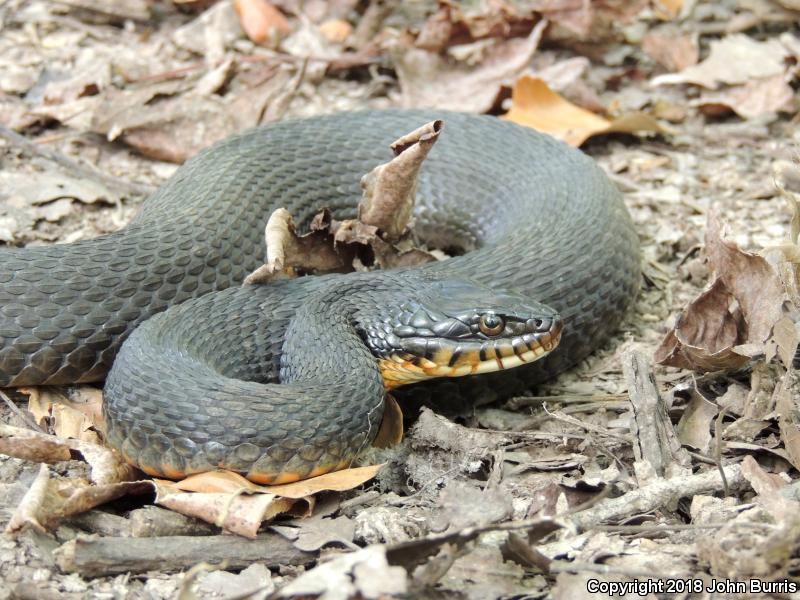 Copper-bellied Watersnake (Nerodia erythrogaster neglecta)