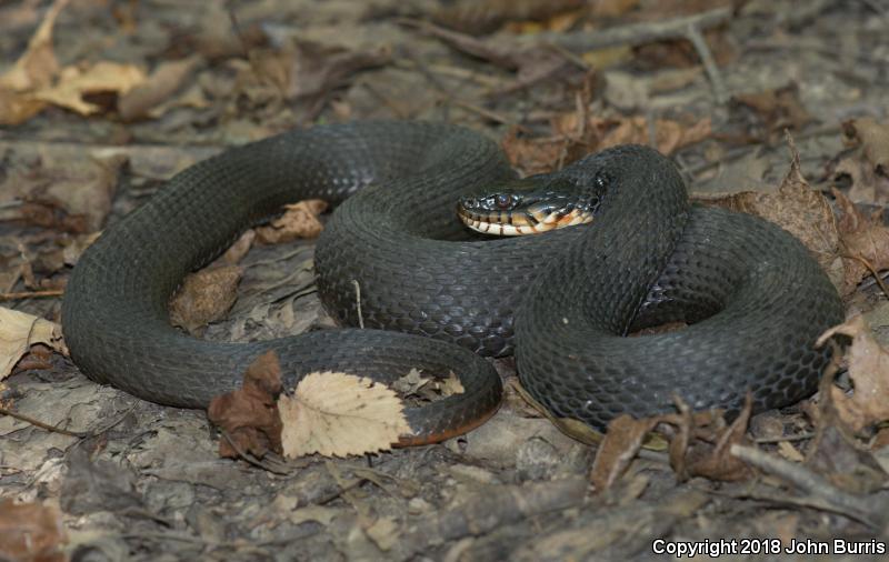 Copper-bellied Watersnake (Nerodia erythrogaster neglecta)