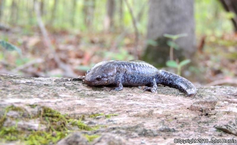 Mole Salamander (Ambystoma talpoideum)