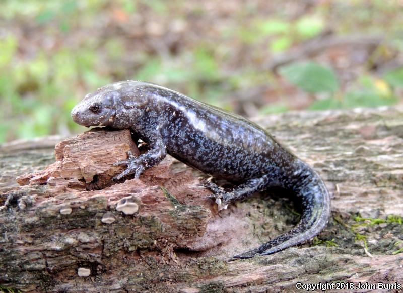 Mole Salamander (Ambystoma talpoideum)