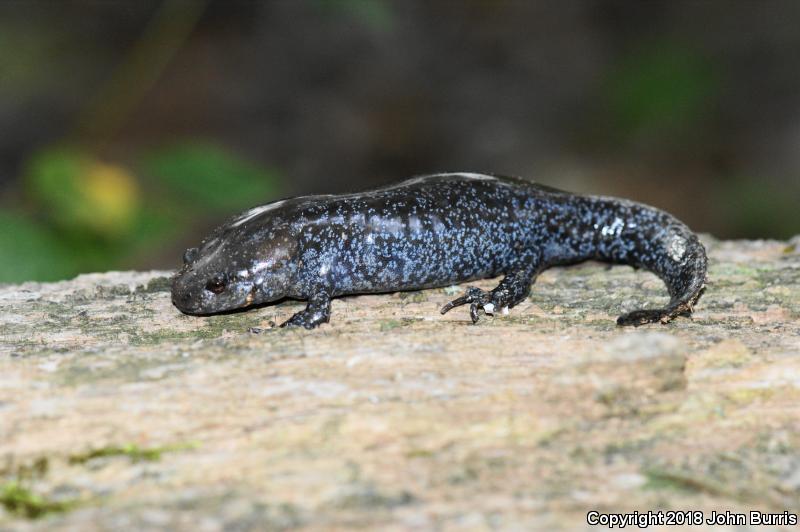 Mole Salamander (Ambystoma talpoideum)