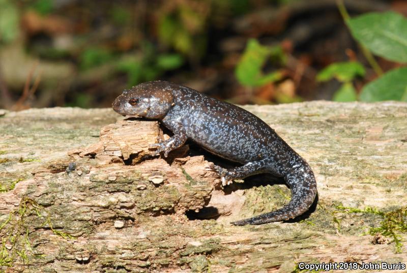 Mole Salamander (Ambystoma talpoideum)