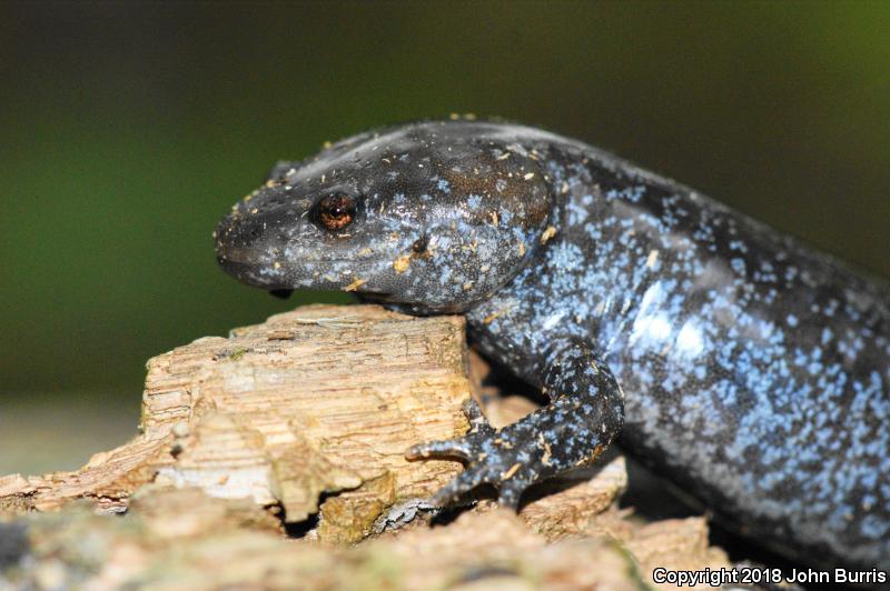 Mole Salamander (Ambystoma talpoideum)