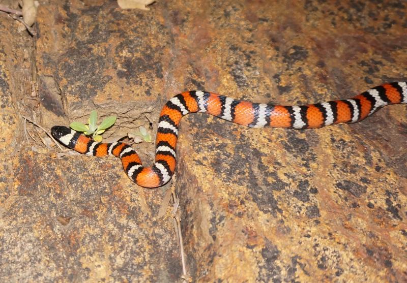 San Diego Mountain Kingsnake (Lampropeltis zonata pulchra)