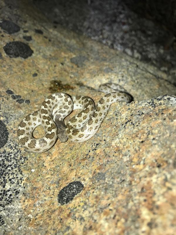 California Nightsnake (Hypsiglena ochrorhyncha nuchalata)