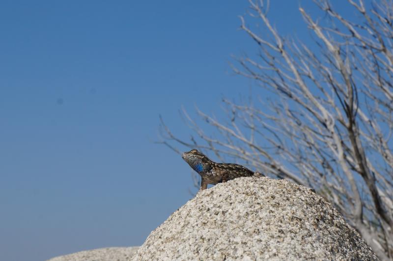 Sierra Fence Lizard (Sceloporus occidentalis taylori)