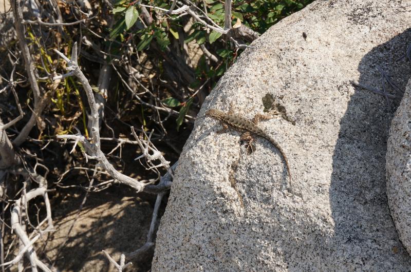 Sierra Fence Lizard (Sceloporus occidentalis taylori)