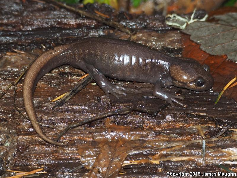 Northwestern Salamander (Ambystoma gracile)