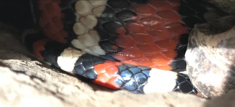 Arizona Mountain Kingsnake (Lampropeltis pyromelana pyromelana)