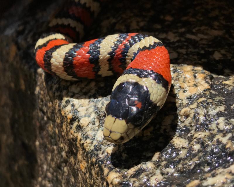 Arizona Mountain Kingsnake (Lampropeltis pyromelana pyromelana)