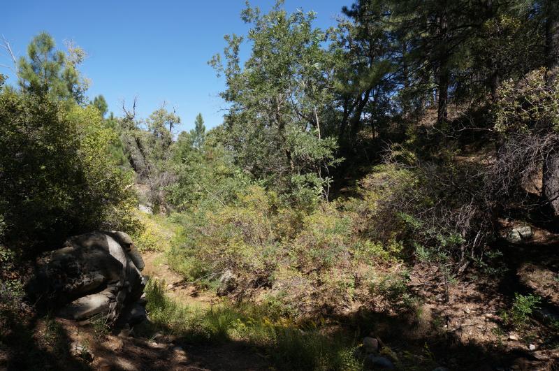 Arizona Mountain Kingsnake (Lampropeltis pyromelana pyromelana)