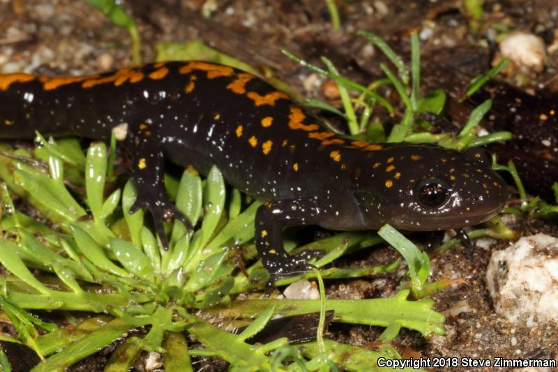 Santa Cruz Long-toed Salamander (Ambystoma macrodactylum croceum)