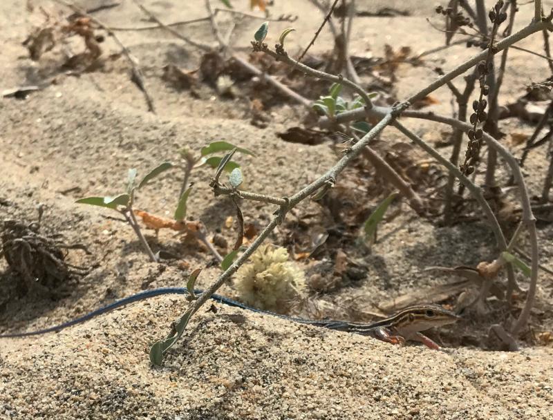 Belding's Orange-throated Whiptail (Aspidoscelis hyperythra beldingi)