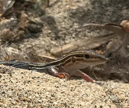 Belding's Orange-throated Whiptail (Aspidoscelis hyperythra beldingi)