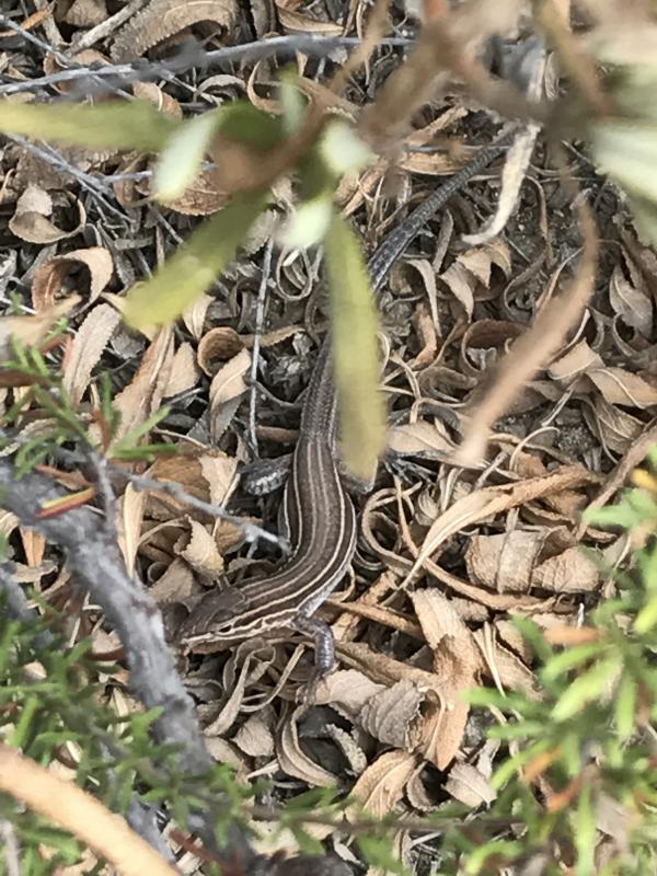 Belding's Orange-throated Whiptail (Aspidoscelis hyperythra beldingi)