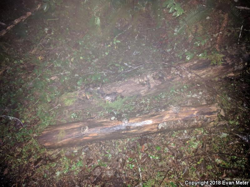 Columbia Torrent Salamander (Rhyacotriton kezeri)