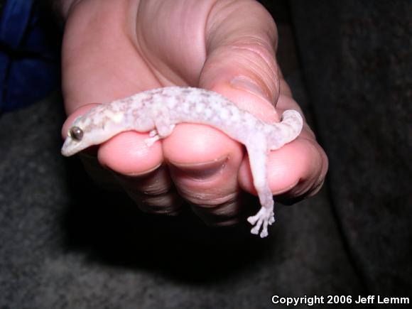 Peninsula Leaf-toed Gecko (Phyllodactylus nocticolus nocticolus)