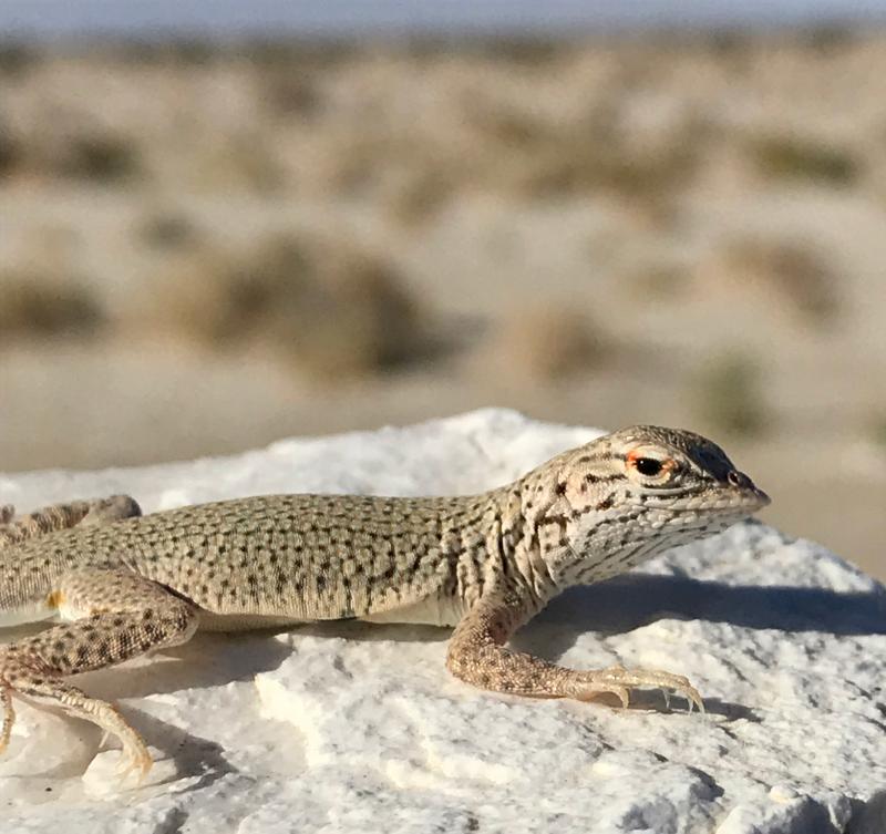 Colorado Desert Fringe-toed Lizard (Uma notata)