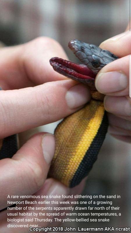 Yellow-bellied Sea Snake (Pelamis platurus)