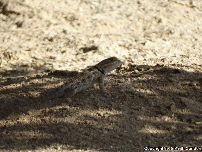 Purple-backed Spiny Lizard (Sceloporus magister magister)