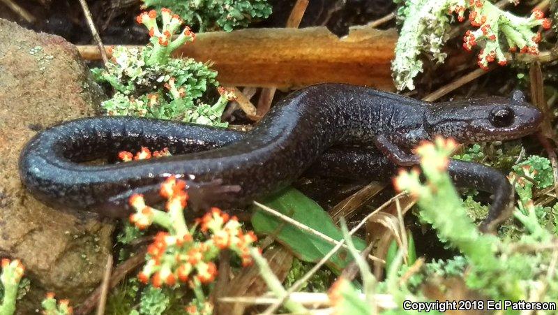 Valley And Ridge Salamander (Plethodon hoffmani)