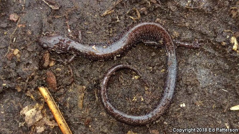 Valley And Ridge Salamander (Plethodon hoffmani)