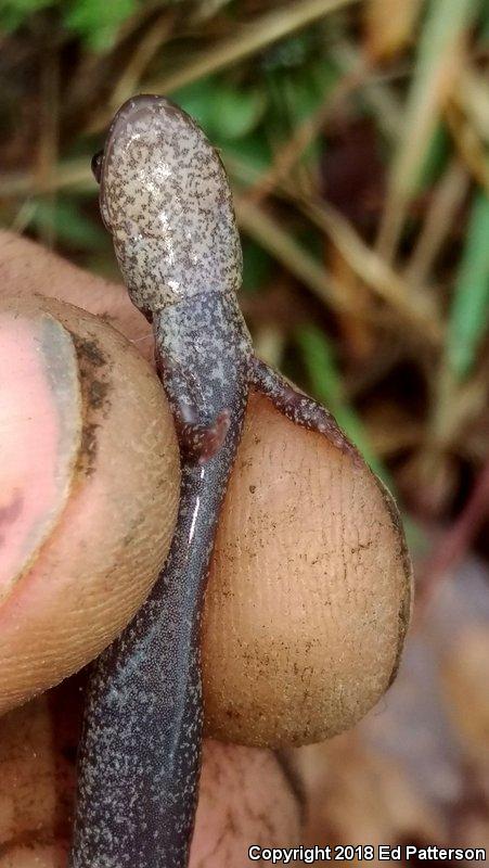 Valley And Ridge Salamander (Plethodon hoffmani)