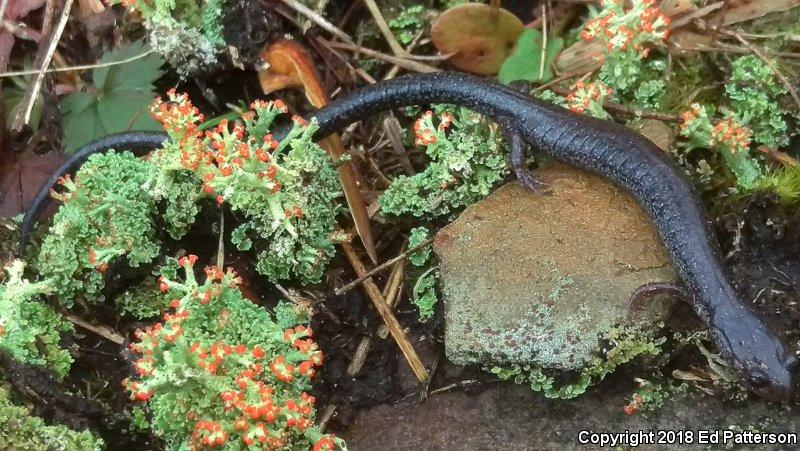 Valley And Ridge Salamander (Plethodon hoffmani)