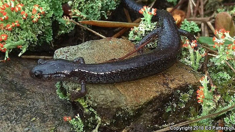 Valley And Ridge Salamander (Plethodon hoffmani)