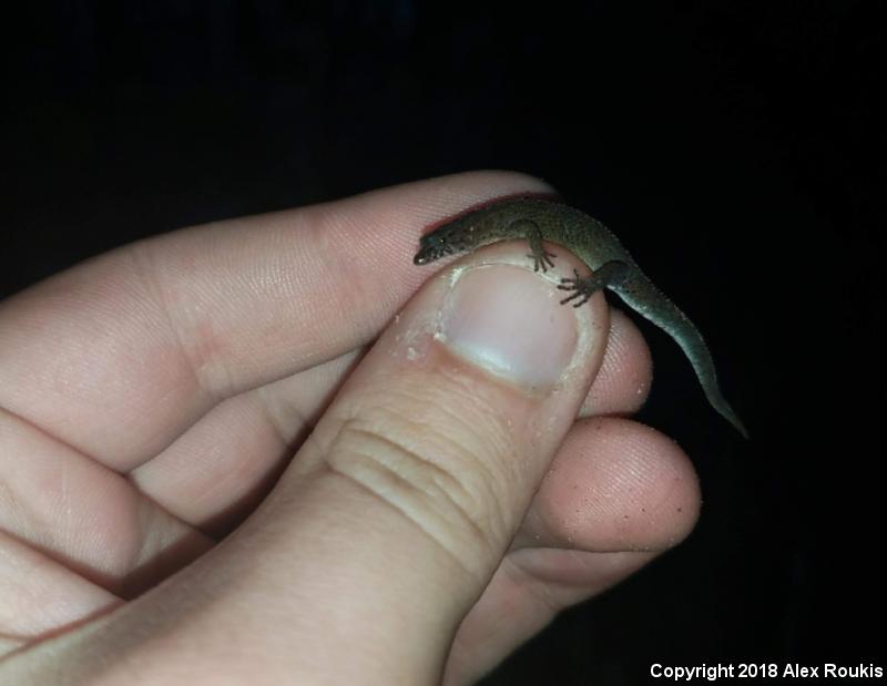 Florida Reef Gecko (Sphaerodactylus notatus notatus)