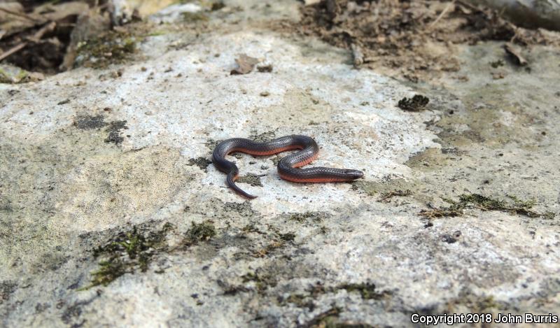 Midwestern Wormsnake (Carphophis amoenus helenae)