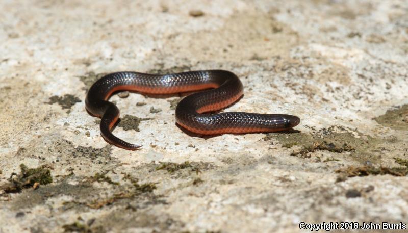 Midwestern Wormsnake (Carphophis amoenus helenae)