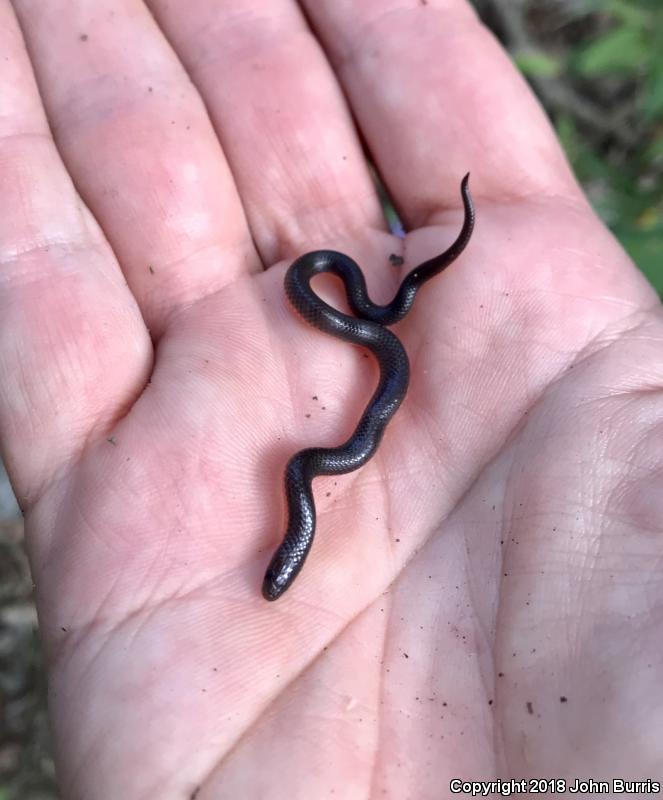 Midwestern Wormsnake (Carphophis amoenus helenae)