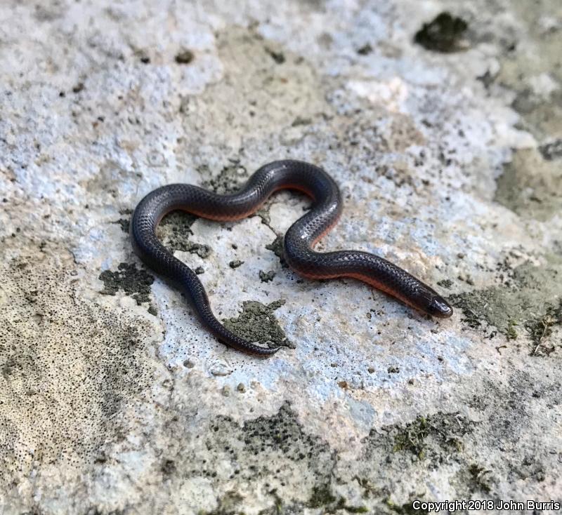 Midwestern Wormsnake (Carphophis amoenus helenae)