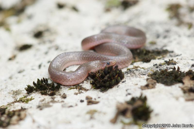 Midwestern Wormsnake (Carphophis amoenus helenae)