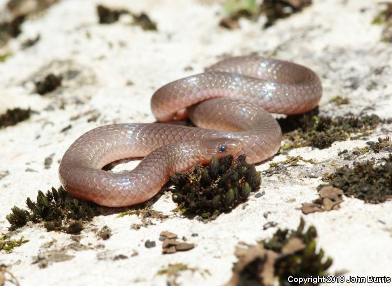 Midwestern Wormsnake (Carphophis amoenus helenae)