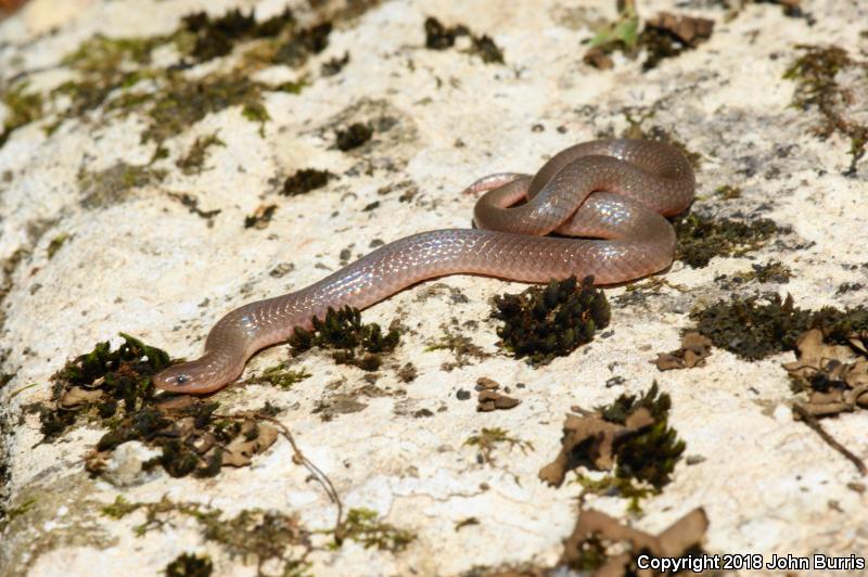 Midwestern Wormsnake (Carphophis amoenus helenae)