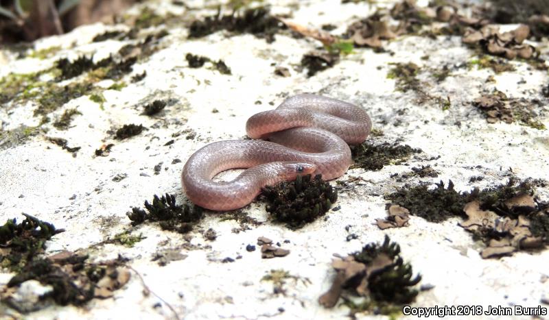 Midwestern Wormsnake (Carphophis amoenus helenae)