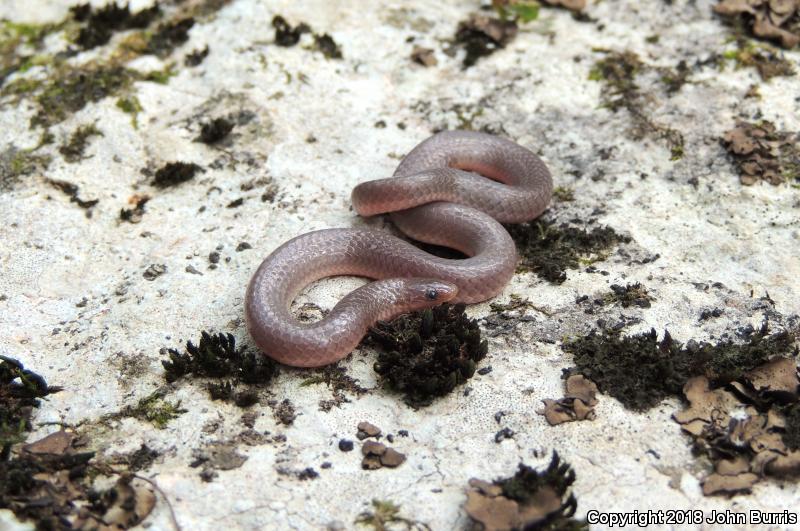 Midwestern Wormsnake (Carphophis amoenus helenae)