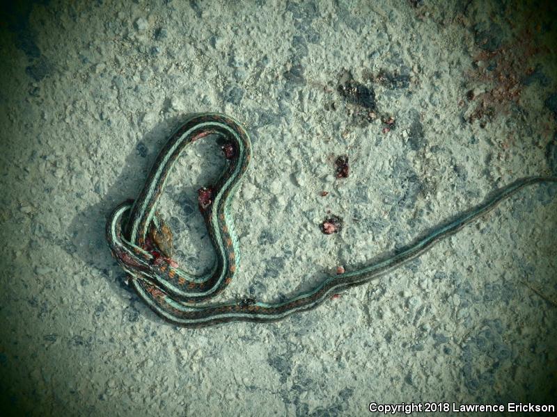 California Red-sided Gartersnake (Thamnophis sirtalis infernalis)