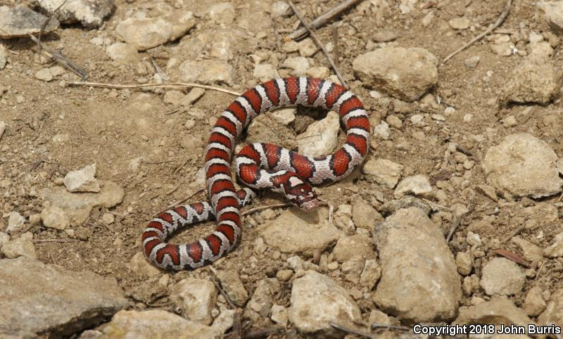 Red Milksnake (Lampropeltis triangulum syspila)