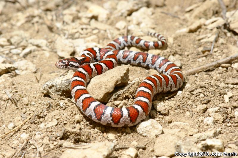 Red Milksnake (Lampropeltis triangulum syspila)