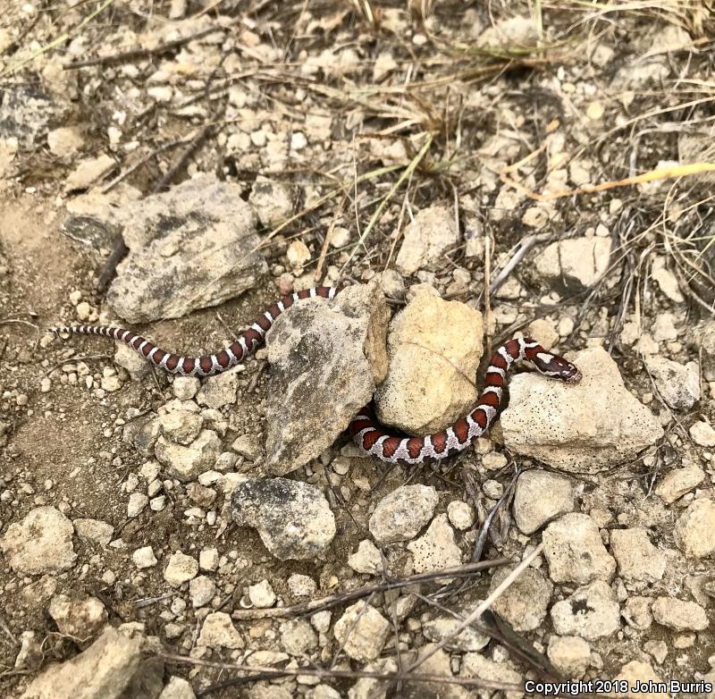 Red Milksnake (Lampropeltis triangulum syspila)