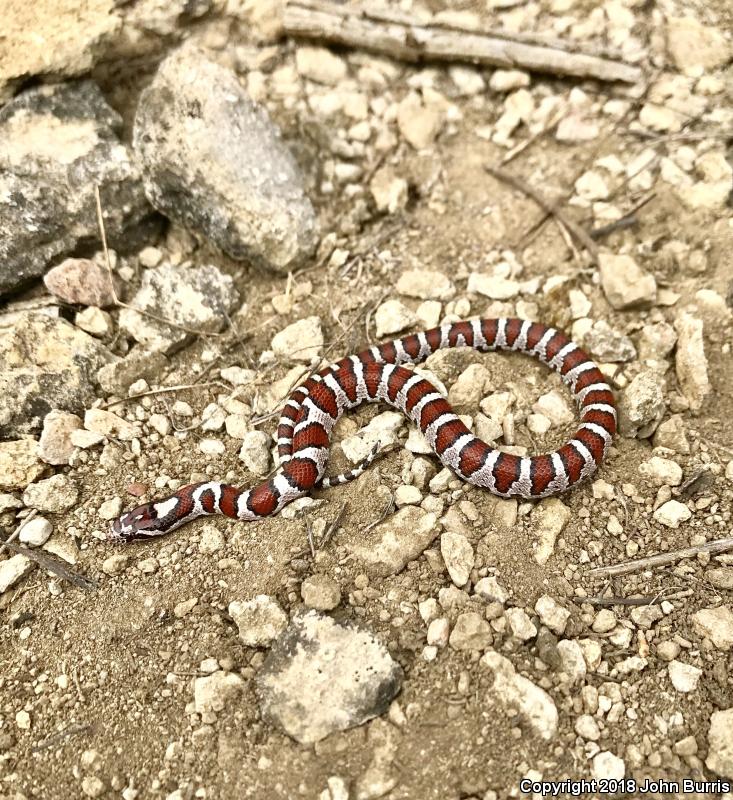 Red Milksnake (Lampropeltis triangulum syspila)