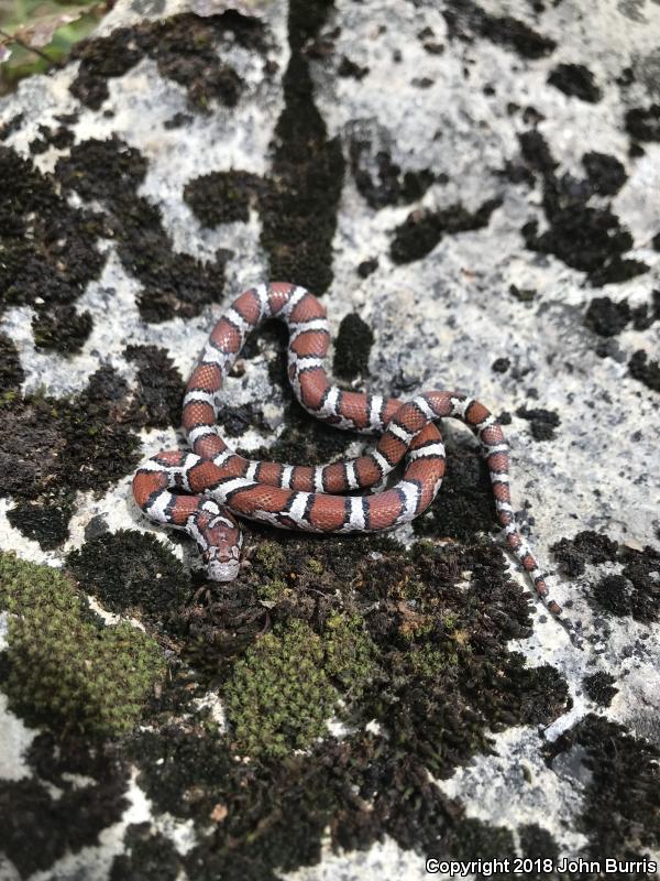 Red Milksnake (Lampropeltis triangulum syspila)